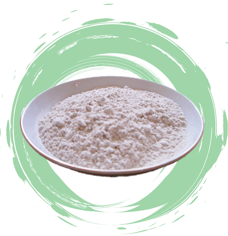 ニホンマツの本蕨粉画像